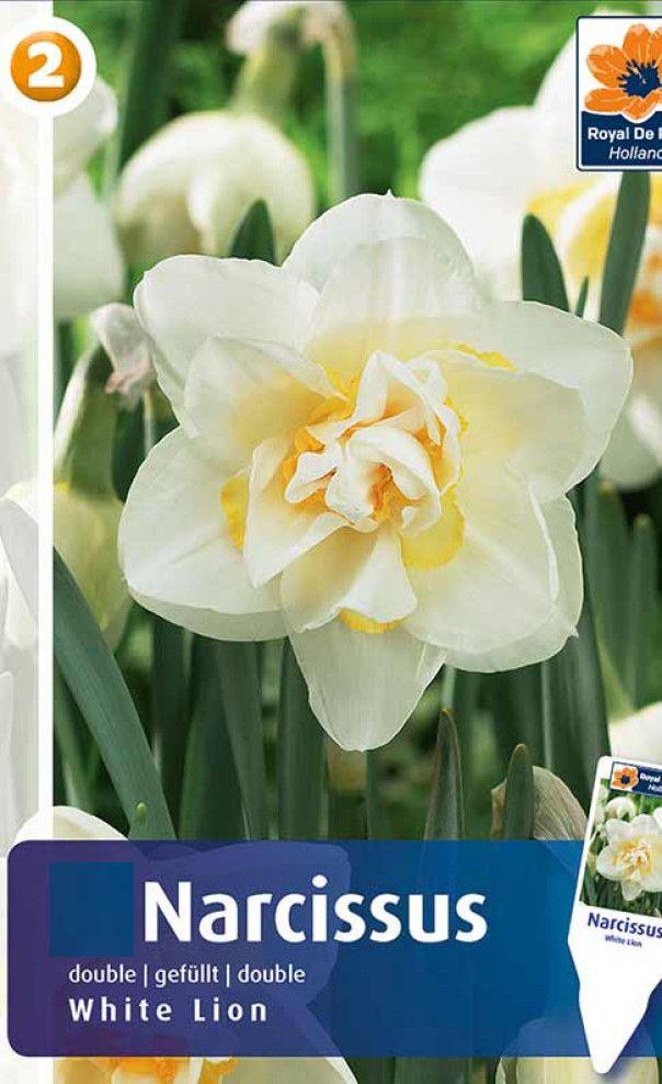 Нарцисс Вайт Лион 1шт МССО