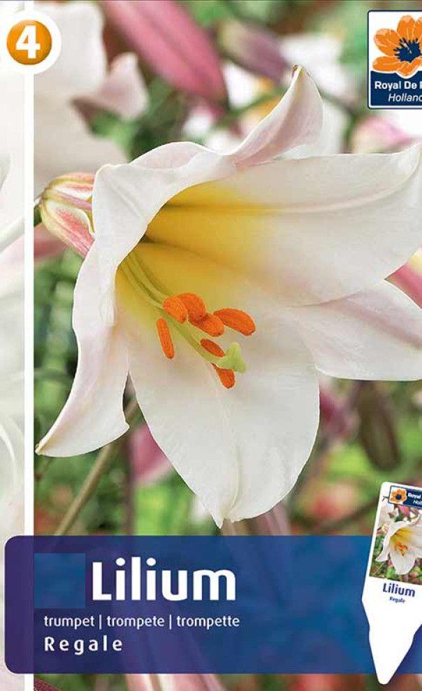 Лилия Регале 1шт МССО