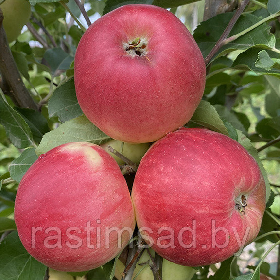 Яблоня Теремок