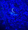 Лазерный ночник-проектор звездного неба с блютуз колонкой Starry Projector Light, фото 7