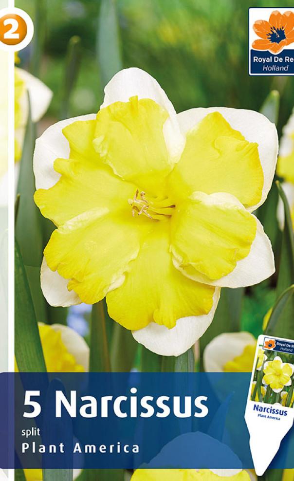 Нарцисс Плант Америка 5шт/упак МССО