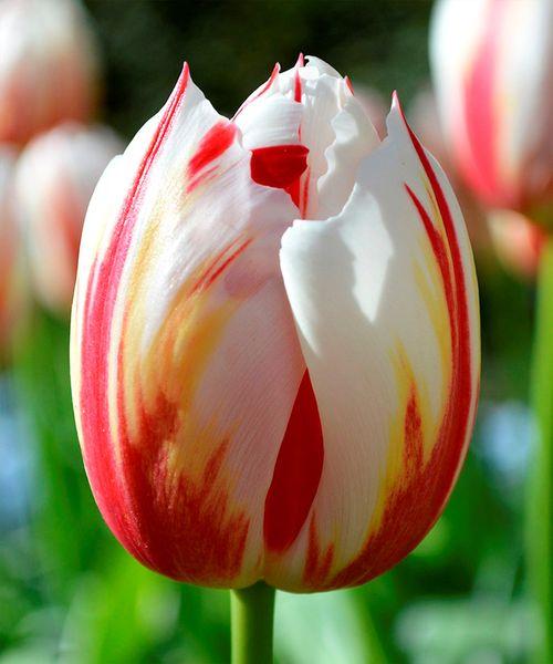 Тюльпан Триумф Хэпи Дженерейшн 3шт/упак Живой Мир