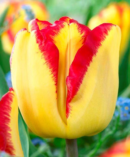 Тюльпан Простой ранний Кейп Таун 3шт/упак Живой Мир