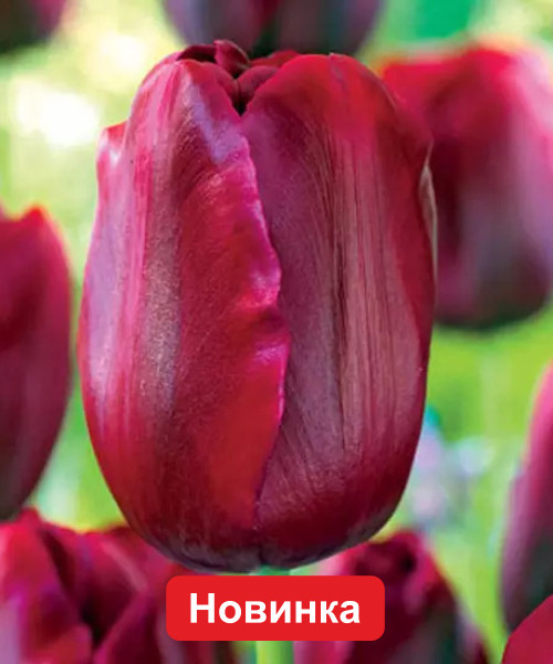 Тюльпан Триумф Нешнл Вельвет 2шт/упак Живой Мир