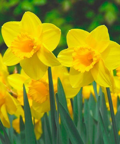 Нарцисс трубчатый Карлтон 3шт/упак Живой Мир