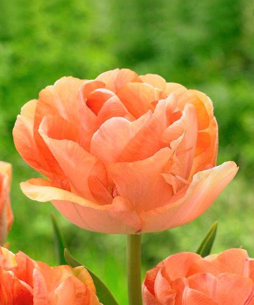 Тюльпан махровый поздний Чарминг Бьюти 2шт/упак Живой Мир