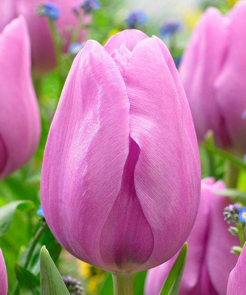 Тюльпан Триумф Алиби 2шт/упак Живой Мир