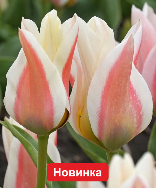 Тюльпан многоцветковый Серано 2шт/упак Живой Мир
