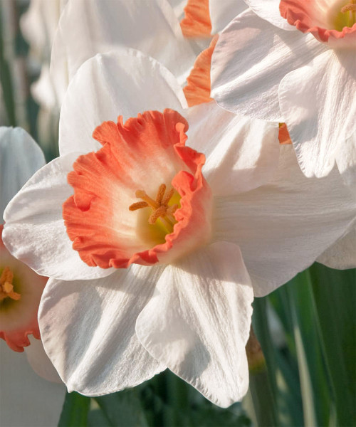 Нарцисс трубчатый Кул Флейм 2шт/упак Живой Мир