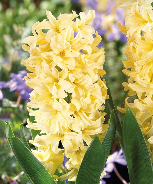 Гиацинт Сити оф Гарлем 2шт/упак Живой Мир