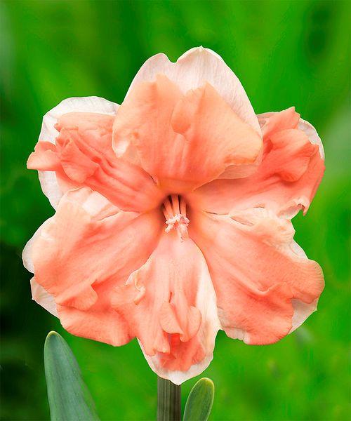 Нарцисс сплит-корона Эприкот Вирл 2шт/упак Живой Мир