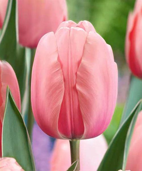 Тюльпан Дарвин Свит Импрешн 3шт/упак Живой Мир