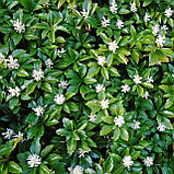 Пахизандра верхушечная  "Грин Шин" (Green Sheen), Р9, фото 2