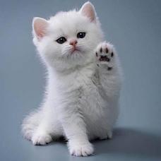 Товары для котят