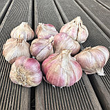 Чеснок озимый семенной Полет Россия 1 кг (весовой), фото 2