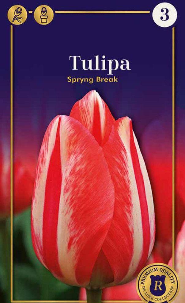 Тюльпан Спринг Брейк 1шт МССО