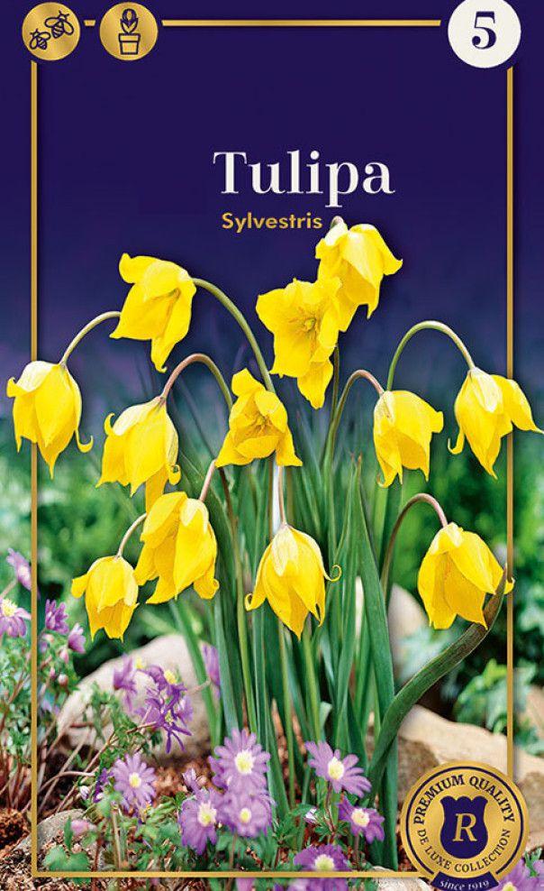 Тюльпан Сильвестрис 1шт МССО