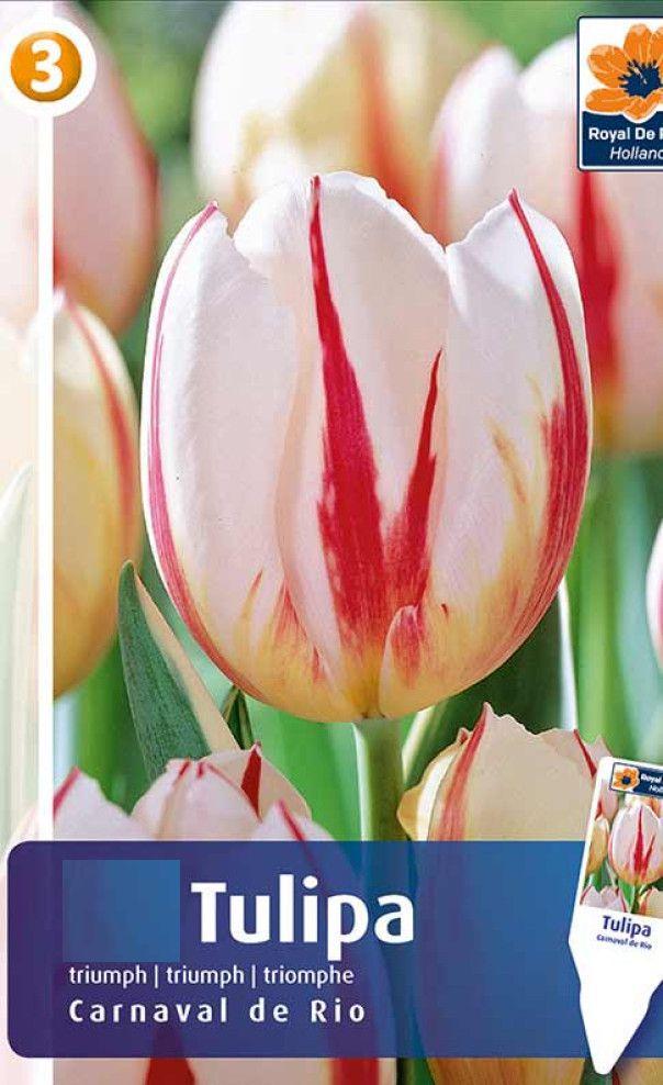 Тюльпан Карнавал де Рио 1шт МССО