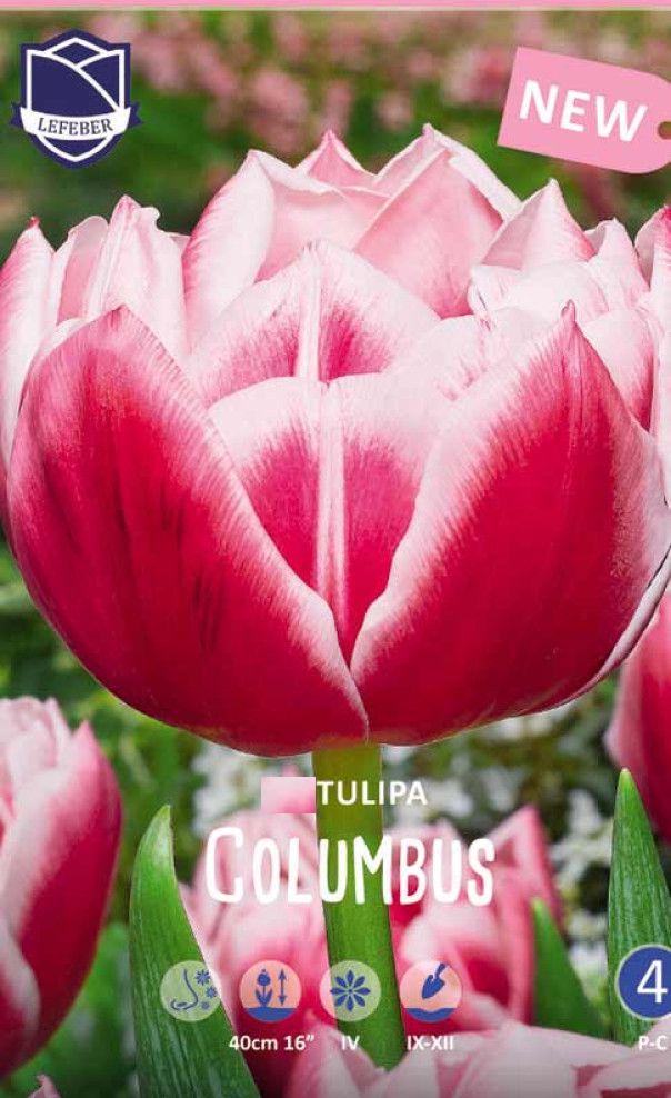 Тюльпан Коламбус 1шт МССО