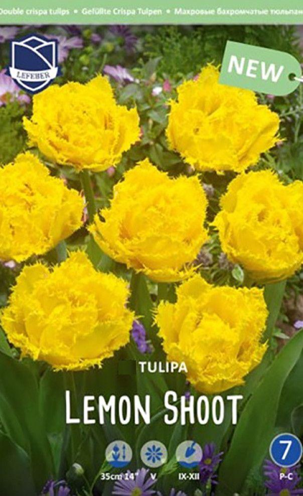 Тюльпан Лемон Шут 1шт МССО