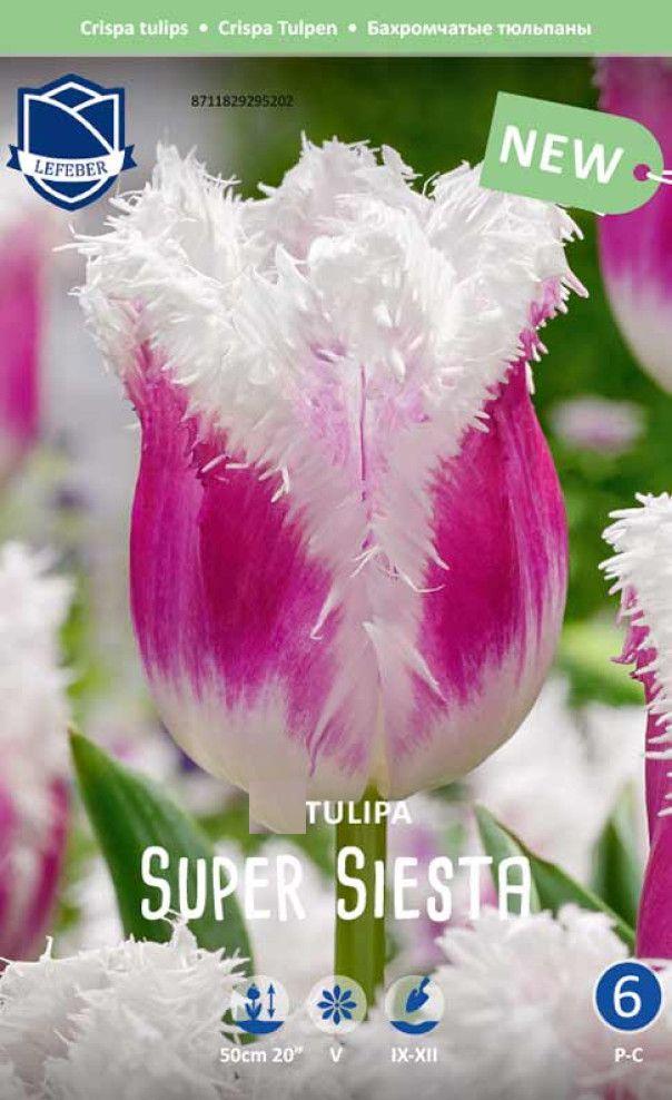 Тюльпан Супер Сиеста 1шт МССО