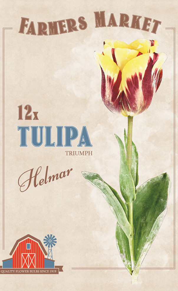 Тюльпан Хелмар 1шт МССО