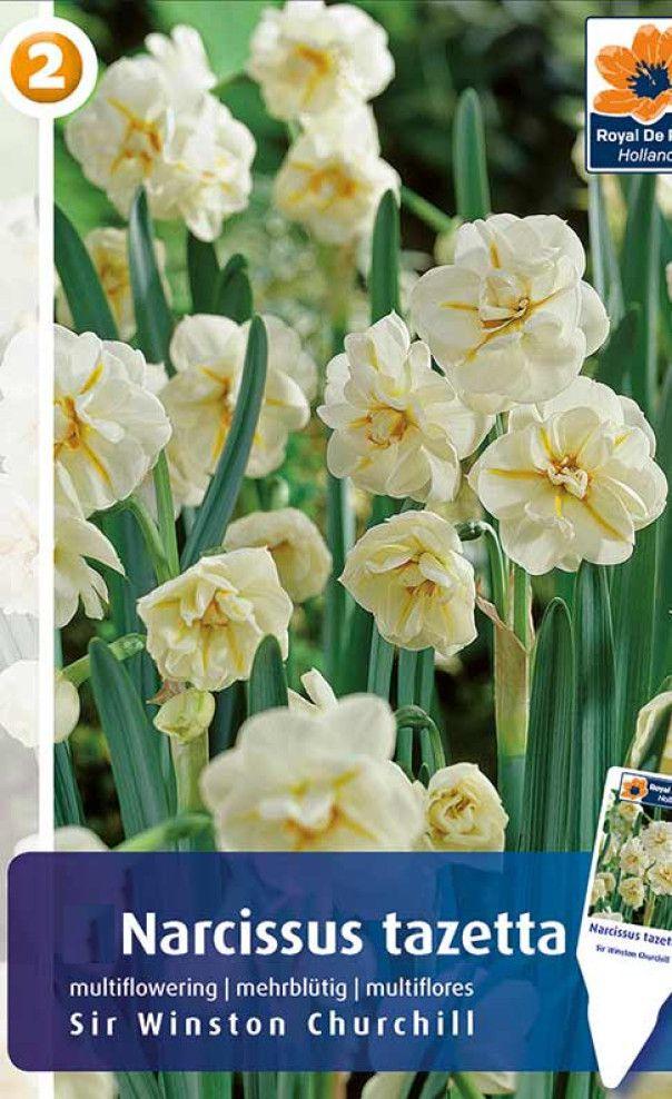 Нарцисс Сэр Уинстон Черчилль 1шт МССО