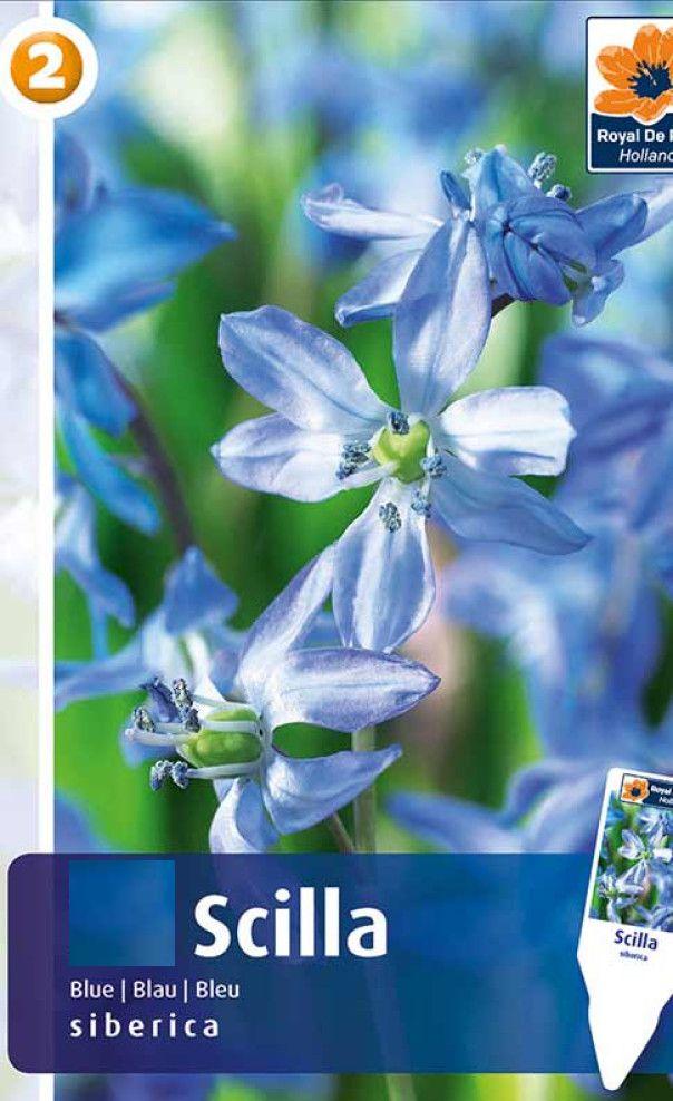 Сцилла сиберика 5шт/упак МССО