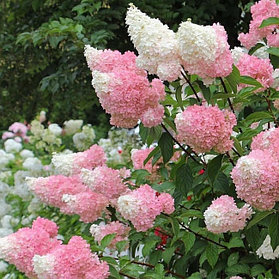 Гортензия метельчатая "Строберри Блоссом" (Strawberry Blossom), Р9