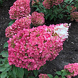 Гортензия метельчатая "Строберри Блоссом" (Strawberry Blossom), Р9, фото 2