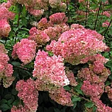 Гортензия метельчатая "Строберри Блоссом" (Strawberry Blossom), Р9, фото 3