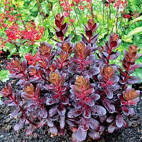 Очиток видный Тачдаун Тик