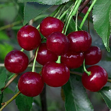 Вишня "Молодежная" средний срок созревания (ОКС)