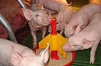 Рацион кормления свиней