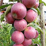 Яблоня колоновидная "Московское ожерелье", зимний сорт (ОКС), фото 2