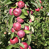 Яблоня колоновидная "Есения", зимний сорт (ОКС), фото 2