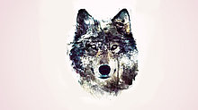 Наклейка на ноутбук «Волк»