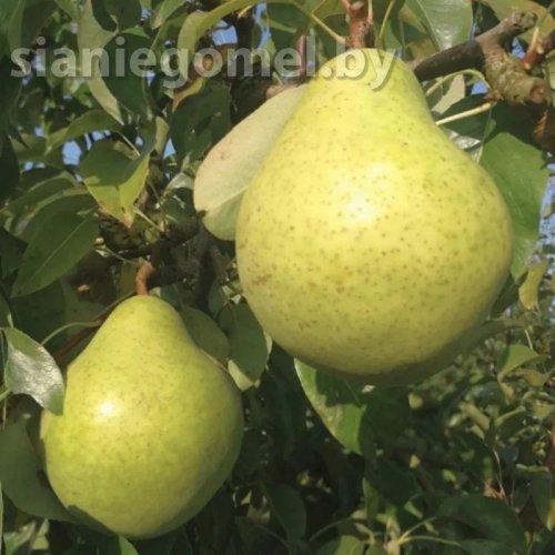 ЗАВЕЯ (Груша ЗКС)