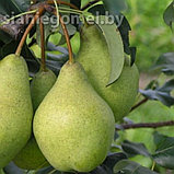 ЗАВЕЯ (Груша ЗКС), фото 2