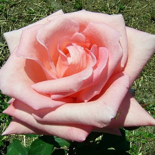 Роза чайно-гибридная DOLCE VITA
