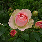 Роза чайно-гибридная PASTELLA, фото 2