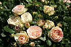Роза чайно-гибридная PASTELLA, фото 3