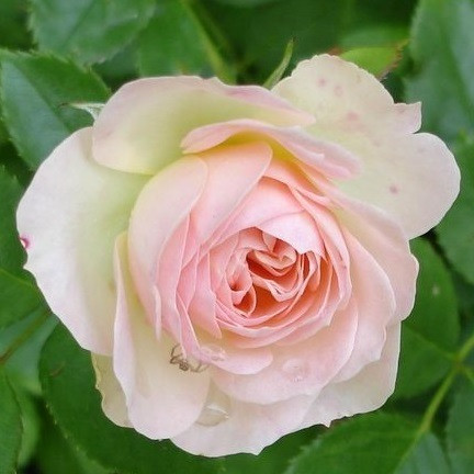 Роза чайно-гибридная PASTELLA