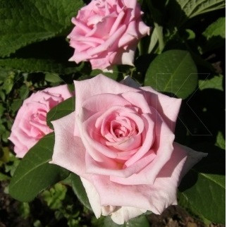 Роза чайно-гибридная AQUA - фото 1 - id-p5931670