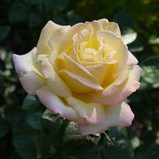 Роза чайно-гибридная GLORIA DEI - фото 2 - id-p5931016