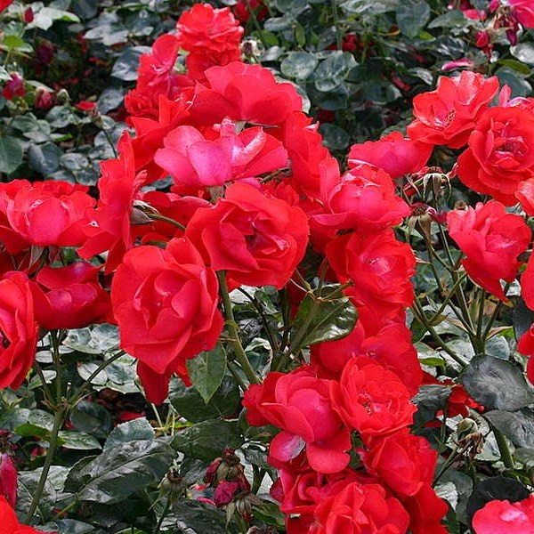 Роза флорибунда TORNADO