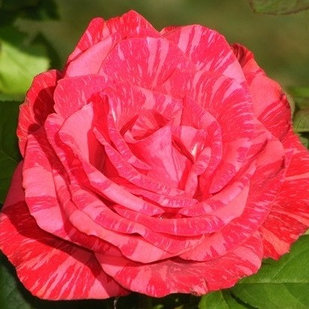 Роза чайно-гибридная RED INTUITION