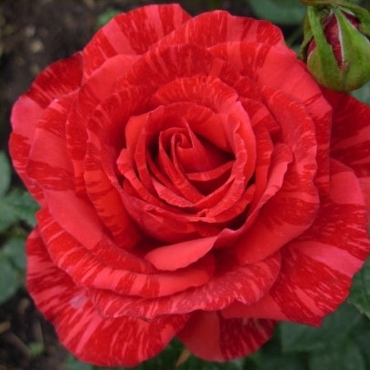 Роза чайно-гибридная RED INTUITION - фото 2 - id-p24596012