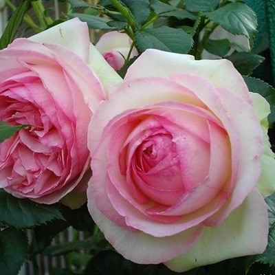 Роза парковая EDEN ROSE