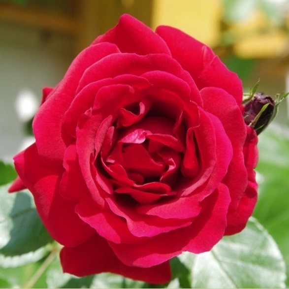 Роза плетистая Sympathie (Large-Flowered Climber)